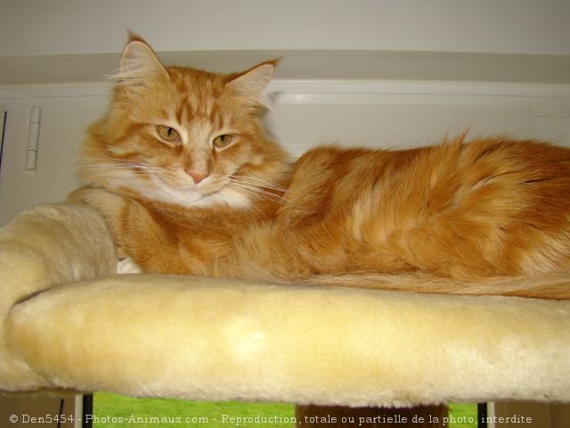 Photo de Maine coon