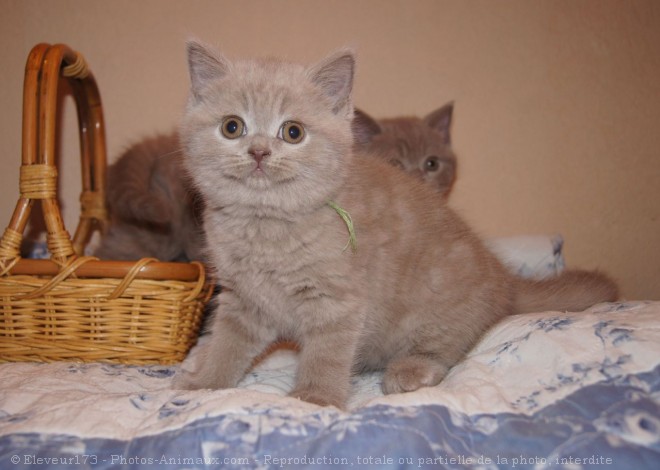 Photo de British shorthair