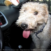 Photo de Fox terrier  poil dur