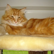 Photo de Maine coon