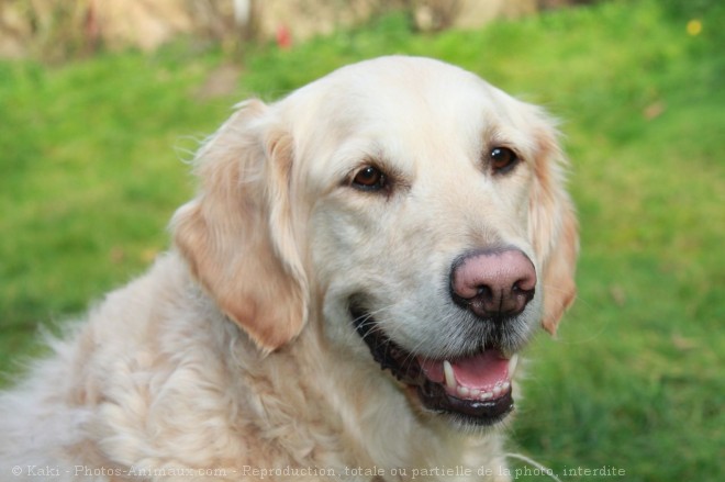 Photo de Golden retriever