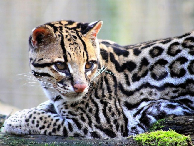 Photo d'Ocelot