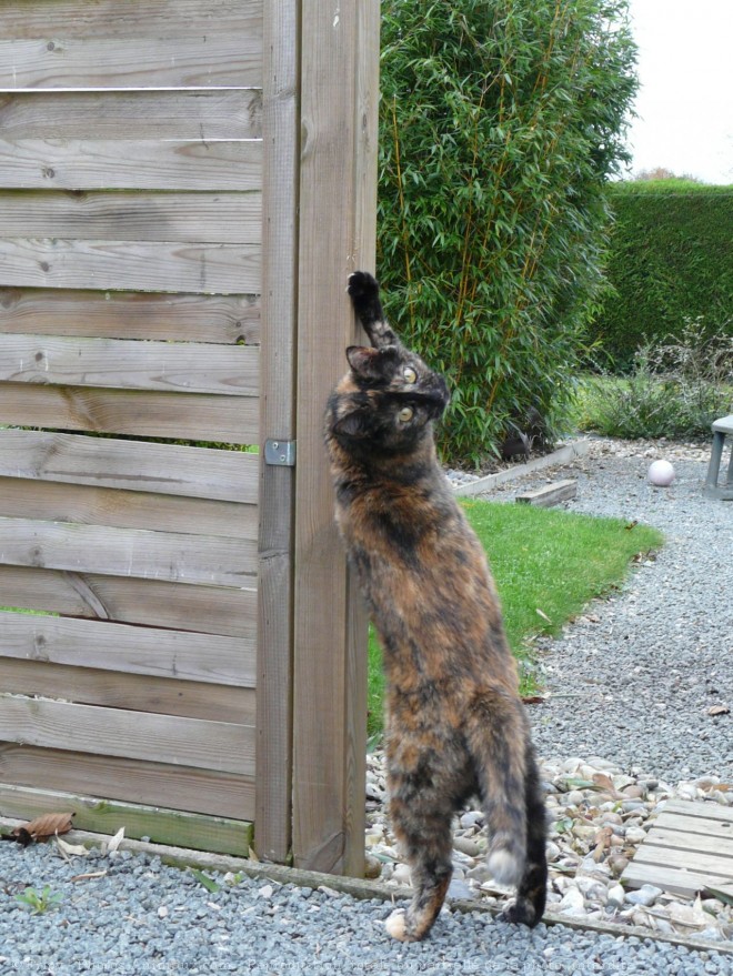 Photo de Chat domestique