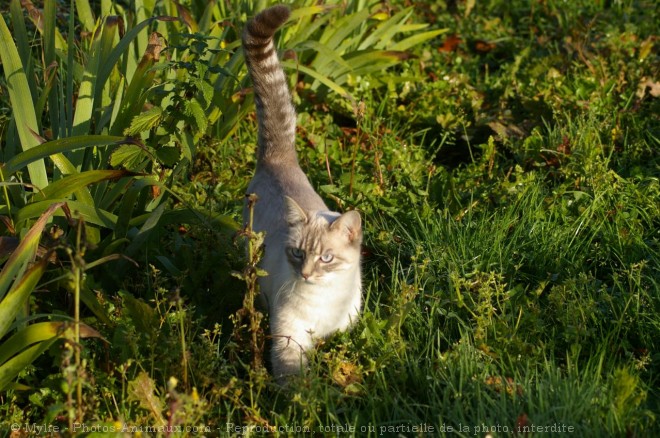 Photo de Chat domestique