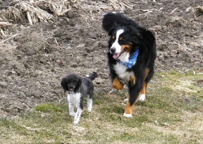 Photo de Caniche moyen