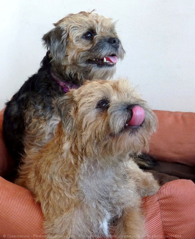 Photo de Border terrier