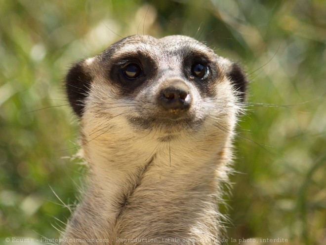 Photo de Suricate