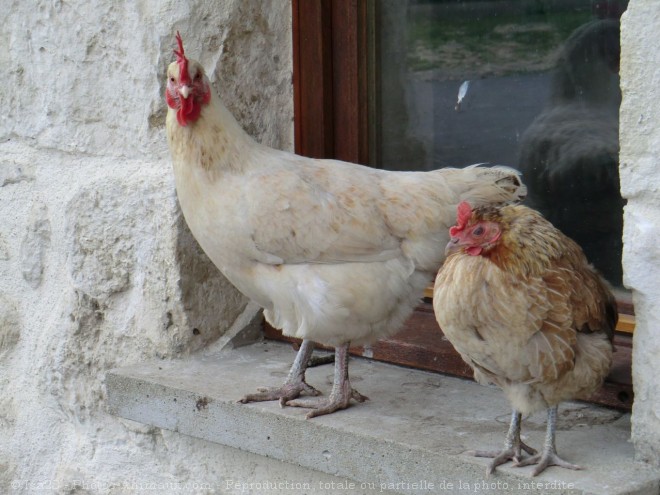 Photo de Poule