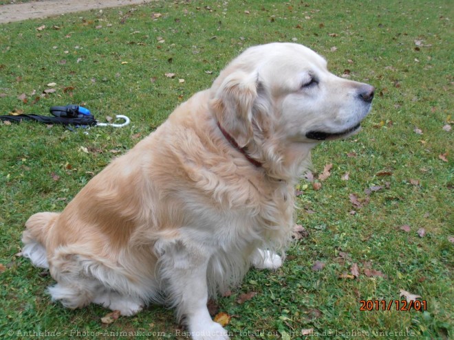 Photo de Golden retriever