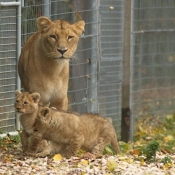 Photo de Lion