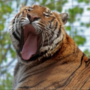 Photo de Tigre