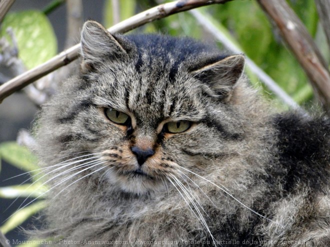 Photo de Chat domestique