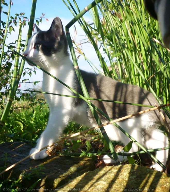 Photo de Chat domestique