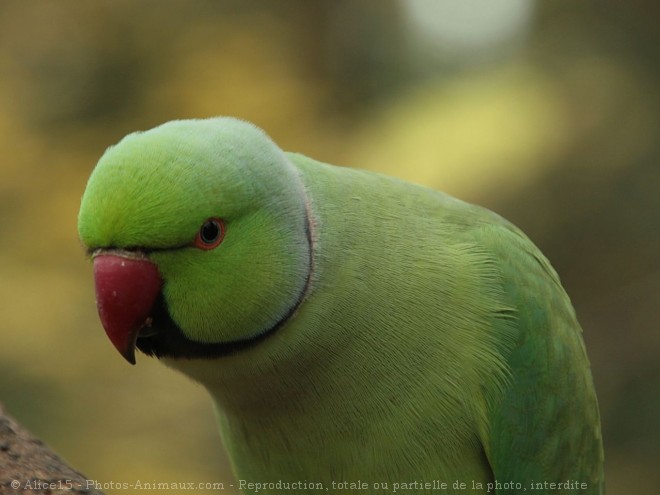 Photo de Perruche  collier