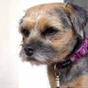 Photo de Border terrier