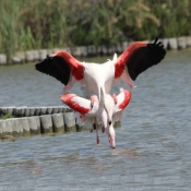 Photo de Flamand rose