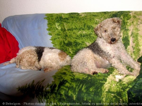 Photo de Fox terrier  poil dur