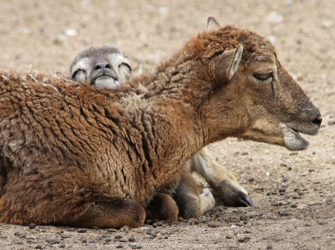 Photo de Mouflon