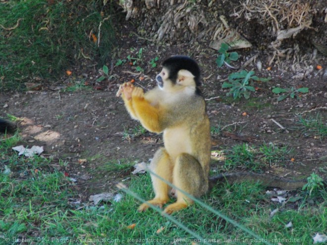 Photo de Singe - samiri