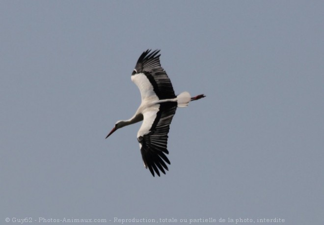 Photo de Cigogne