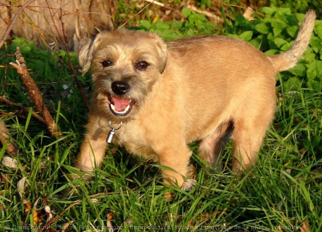 Photo de Border terrier