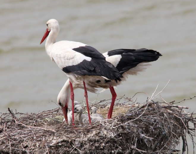 Photo de Cigogne