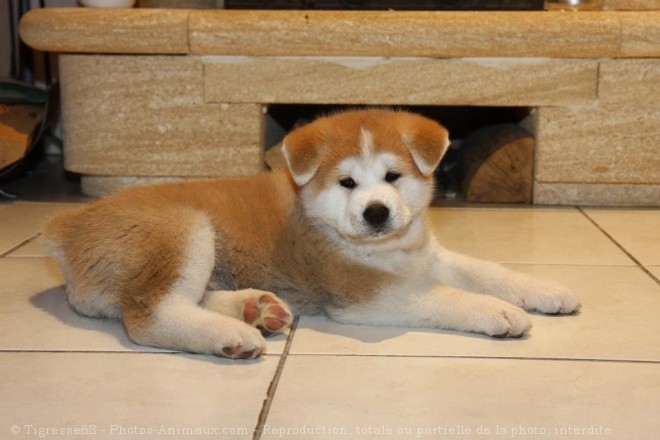 Photo d'Akita inu