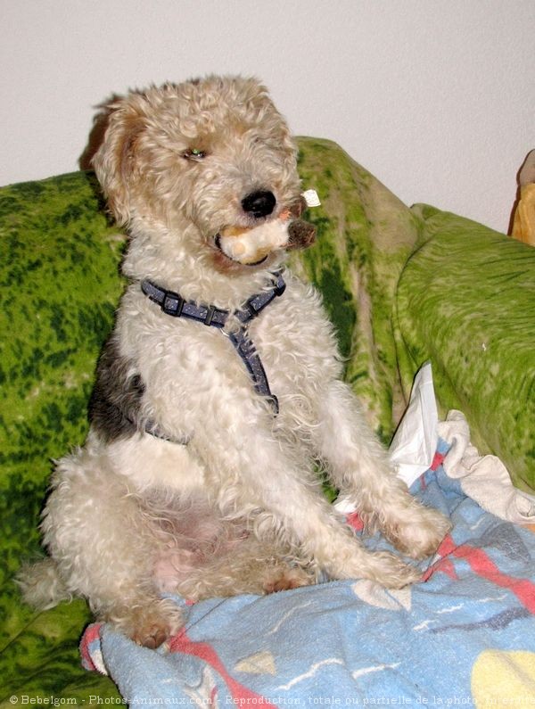 Photo de Fox terrier  poil dur