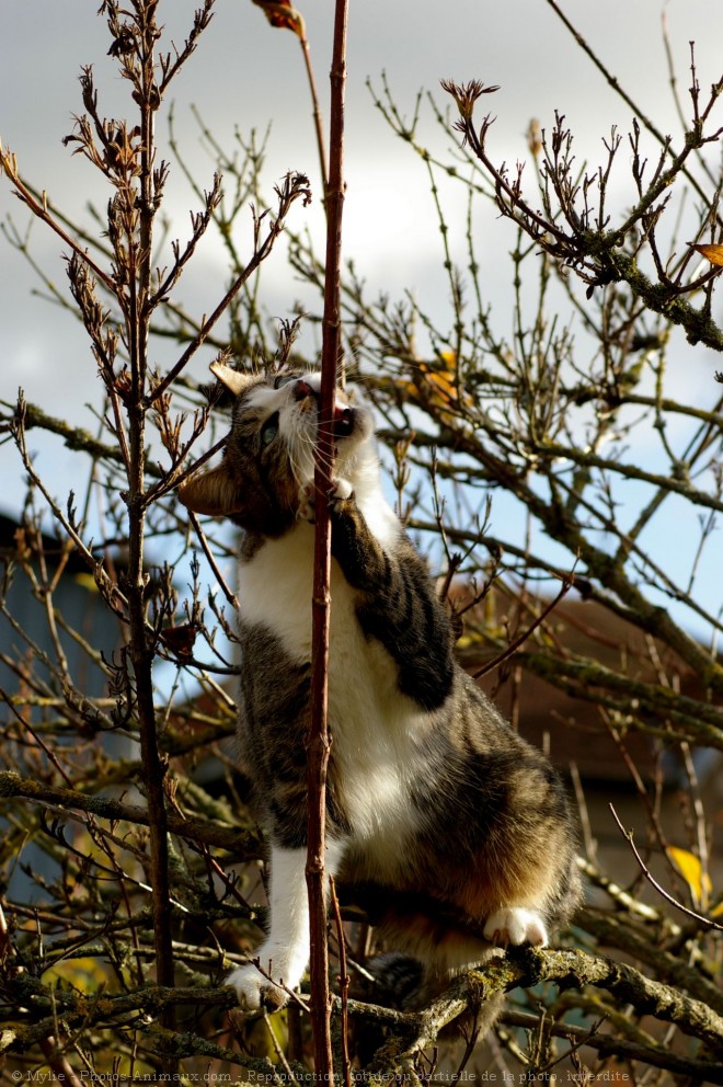 Photo de Chat domestique