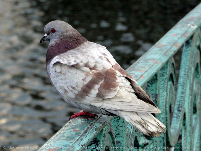 Photo de Pigeon