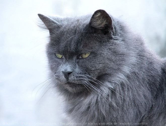 Photo de Chat domestique