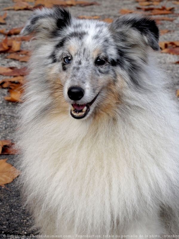 Photo de Chien de berger des shetland