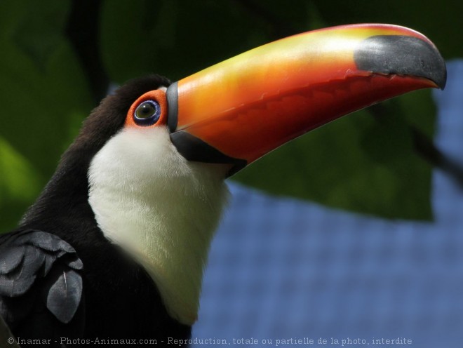 Photo de Toucan