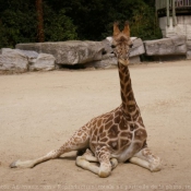 Photo de Girafe