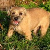 Photo de Border terrier