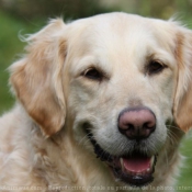 Photo de Golden retriever