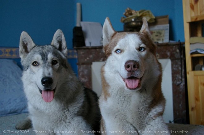 Photo de Husky siberien