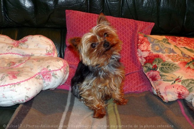 Photo de Yorkshire terrier