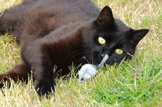 Photo de Chat domestique