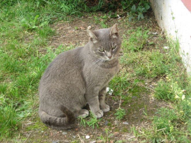 Photo de Chat domestique