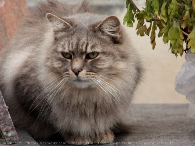 Photo de Chat domestique