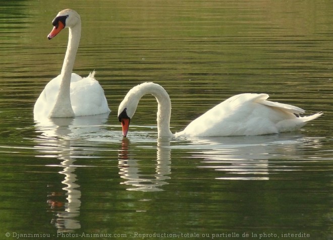 Photo de Cygne