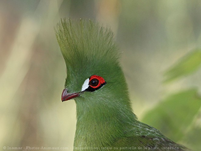 Photo de Touraco vert