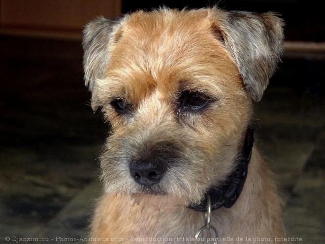 Photo de Border terrier