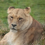 Photo de Lion