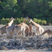 Photo de Girafe