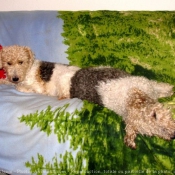 Photo de Fox terrier  poil dur