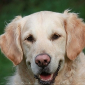 Photo de Golden retriever