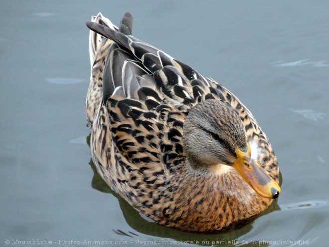 Photo de Canard colvert