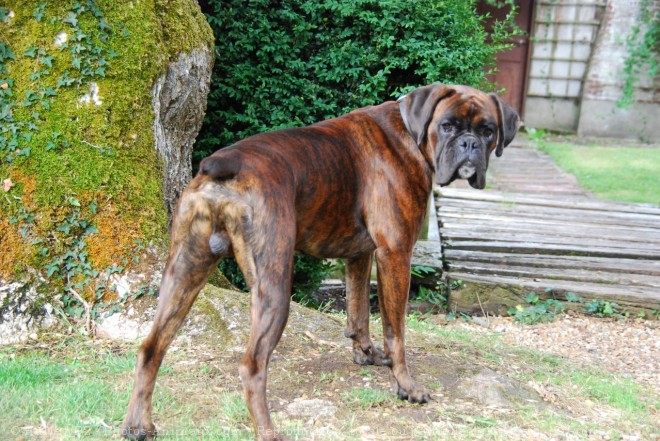 Photo de Boxer